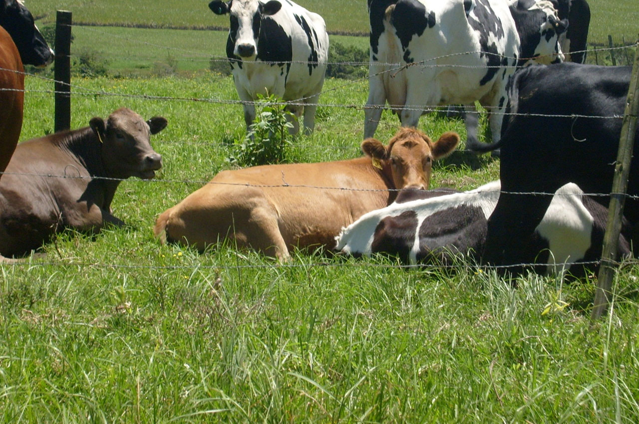 智慧畜牧分析：养殖模型与风险控制的计算方法