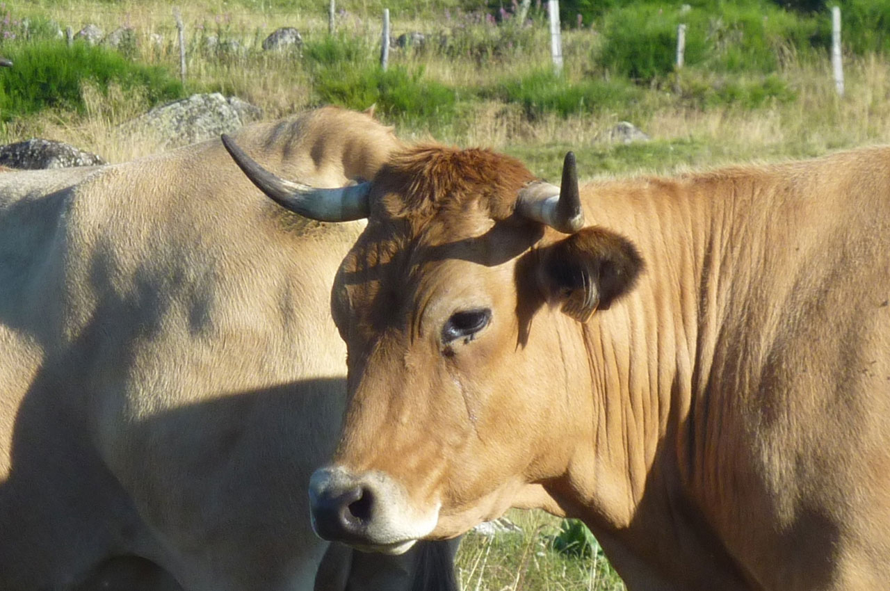 智慧畜牧养殖监管应用：牛产业大数据平台的功能